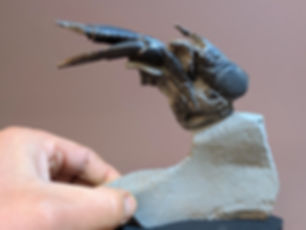 Rare British Greensand, Upper Cretaceous Lobster - Eype Lyme Regis