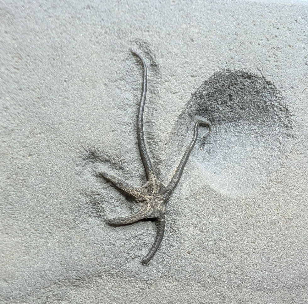 Thumbnail: 5 cm Paleocoma ergertoni Brittlestarfish - from Eype beach Dorset