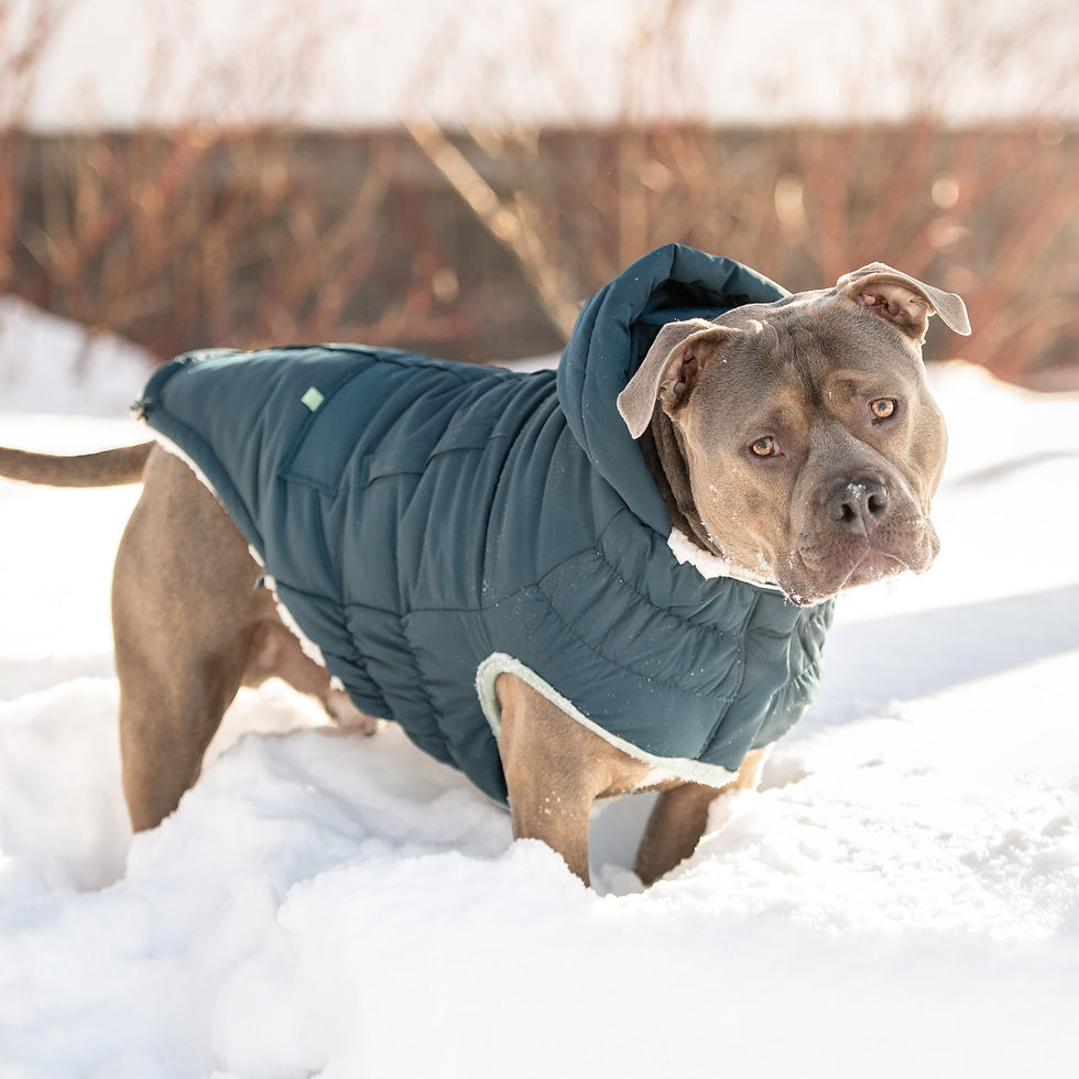 Thumbnail: Arctic Parka - Teal