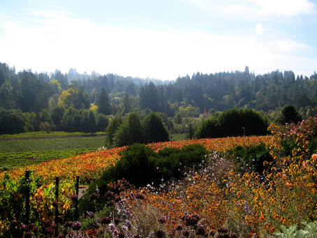 Living Happy and Healthy in Sonoma County
