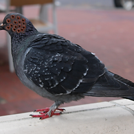 Untitled design (4).png