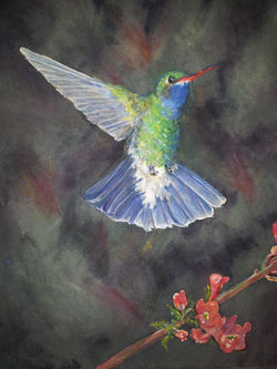 Hummingbird on dark background