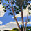 Thumbnail: Bar Point and The Hawkesbury - Original Framed Painting
