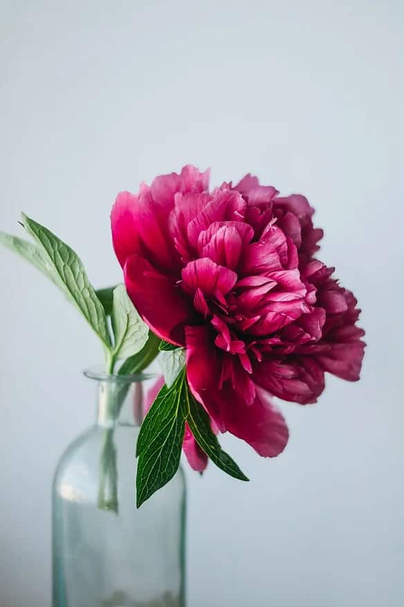 Barva květů hortenzie viva magenta