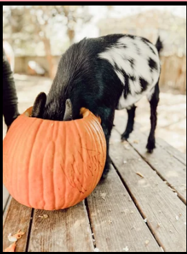 Courage Club Pumpkin Carving with Goats