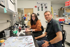 Researchers Discover Link Between Protein and Synapse Development in Dystroglycanopathy