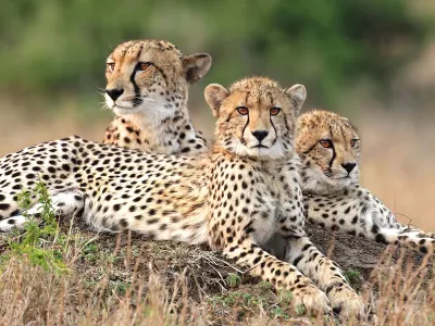 kwazulu-reserves-phinda-private-game-reserve-cheetah-zululand-south-africa-kwazulu-natal-6