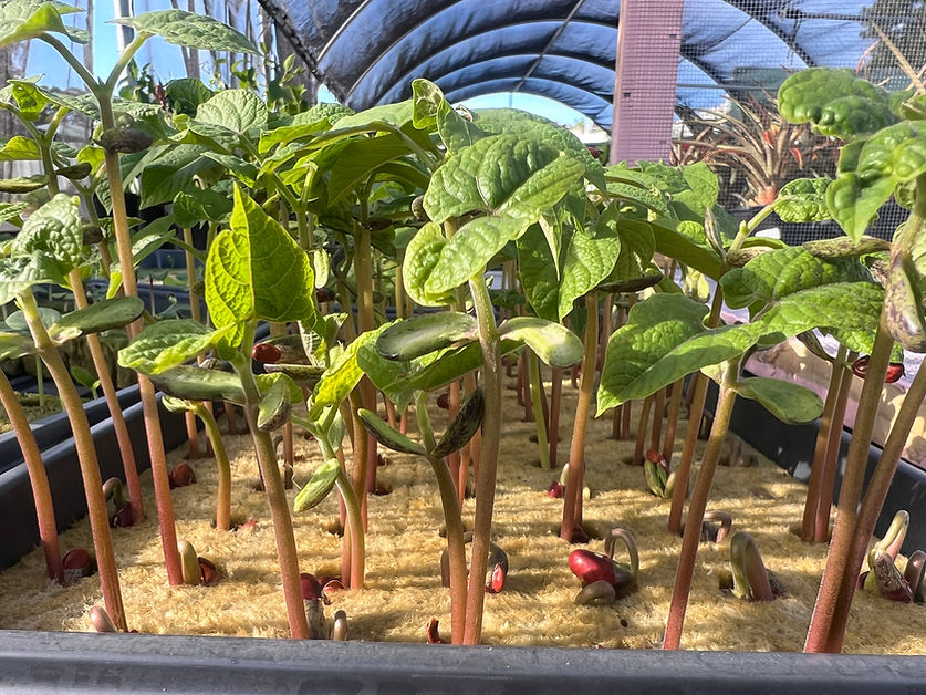 Fresh seedlings growing as part of SOS Foundation's food access and urban agriculture program in Monroe County, Florida Keys