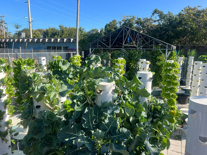 view of SOS Eco Farm aeroponic Tower Gardens growing fresh produce at MARC House in Key West, Florida Keys