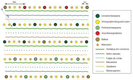 Figura 2: Croqui do arranjo agroflorestal mediano das UDs implantadas no âmbito do Projeto Ser-tão Mulher. Elaborado pelos autores (2023).