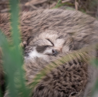 A week's old cheetah cub sleeping amongst its siblings