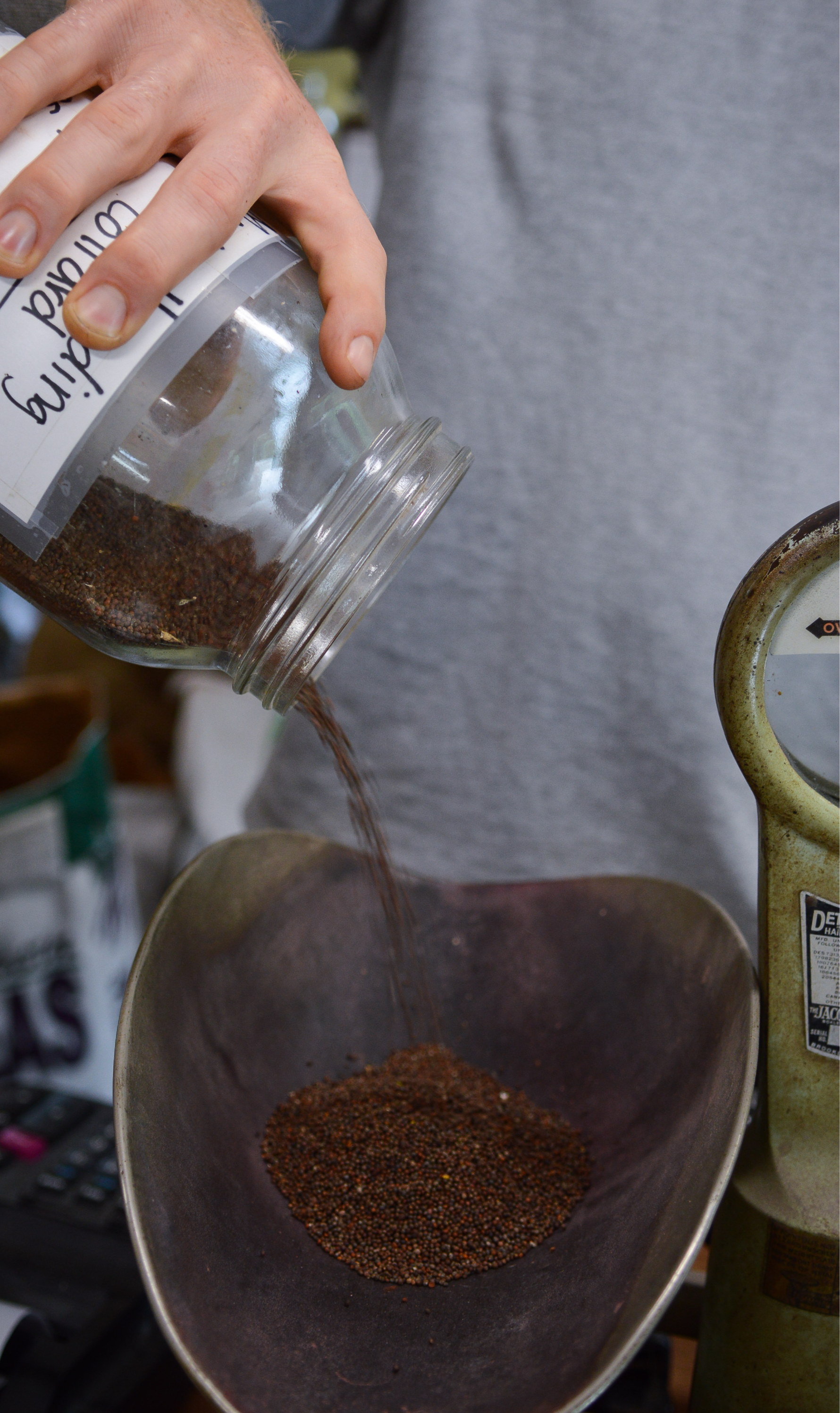 Morris Heading Collard Seeds