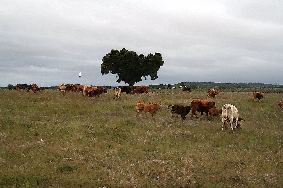 vacas