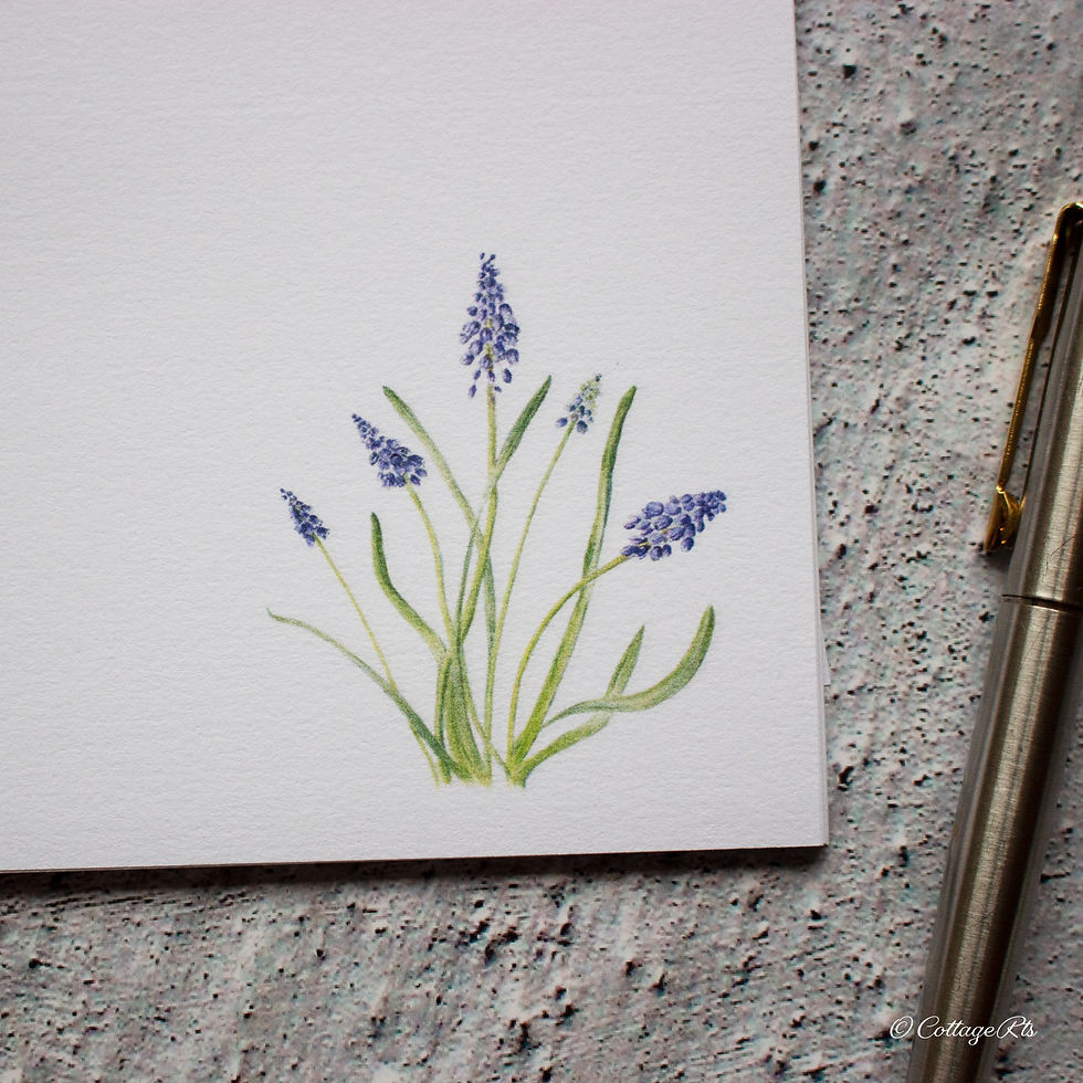 Thumbnail: Muscari Grape Hyacinth Letter Writing Paper and Envelopes