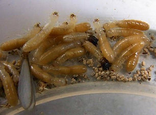 drywood-termites.jpg