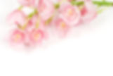 イメージ花3