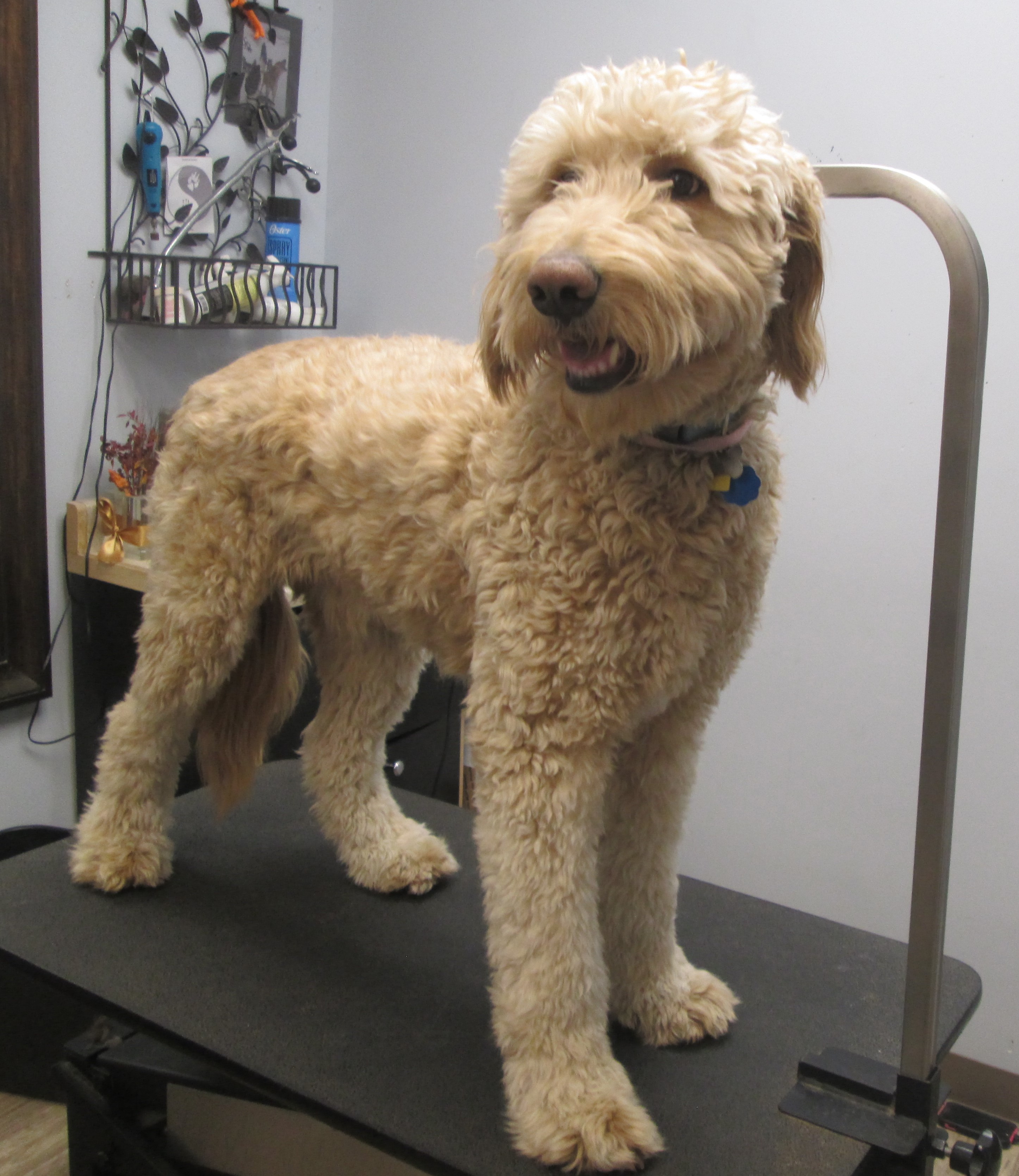 teddy bear labradoodle cut