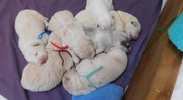 SYF3daysold.jpg