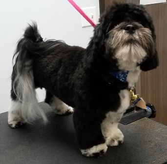 Malti-Poo Mr. Echo