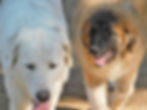Colorado Mountain Dogs at Fennario Kennels Evergreen CO