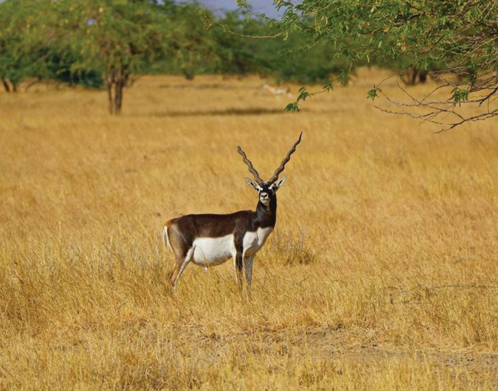 blackbuck.png