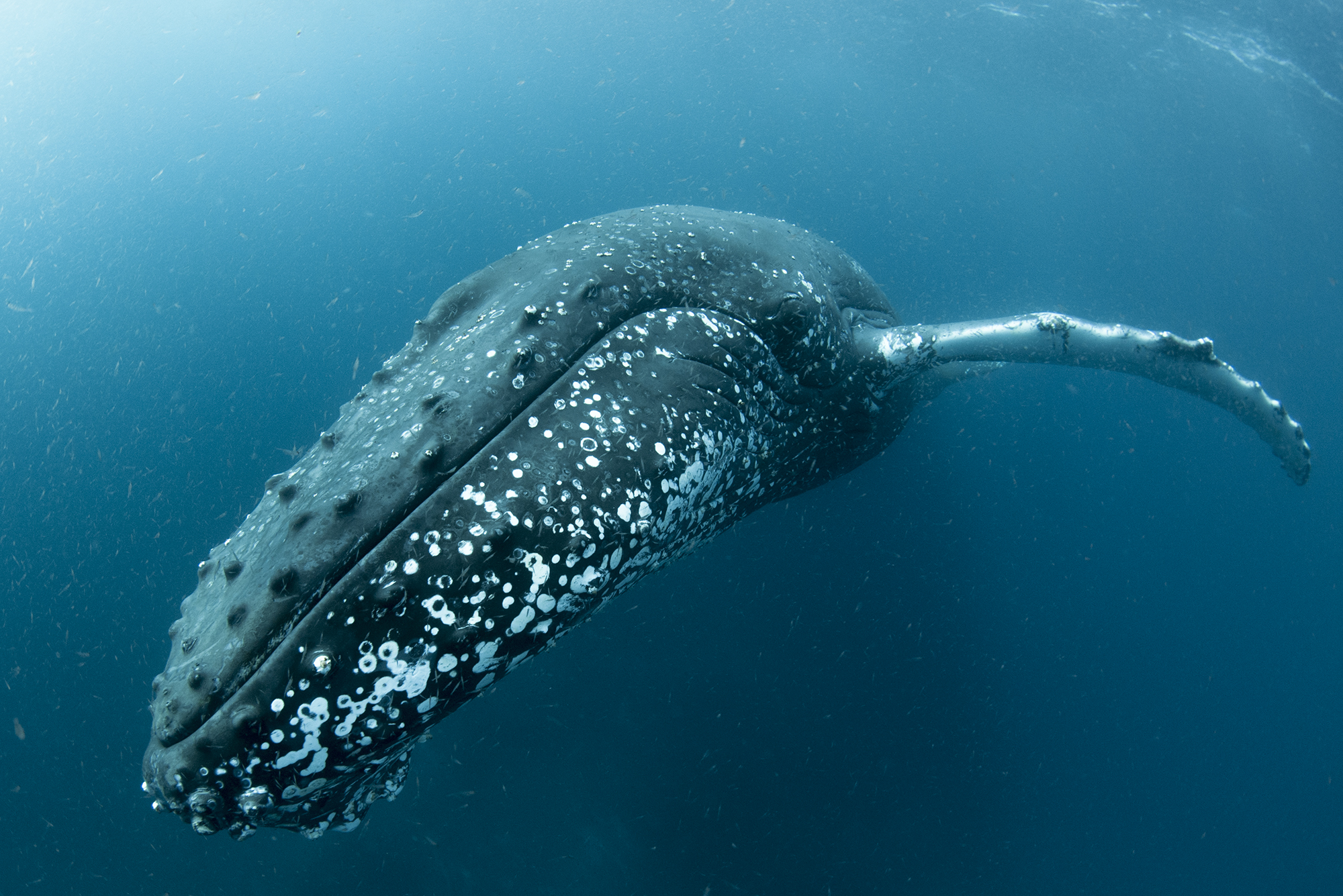 Whale Close-up