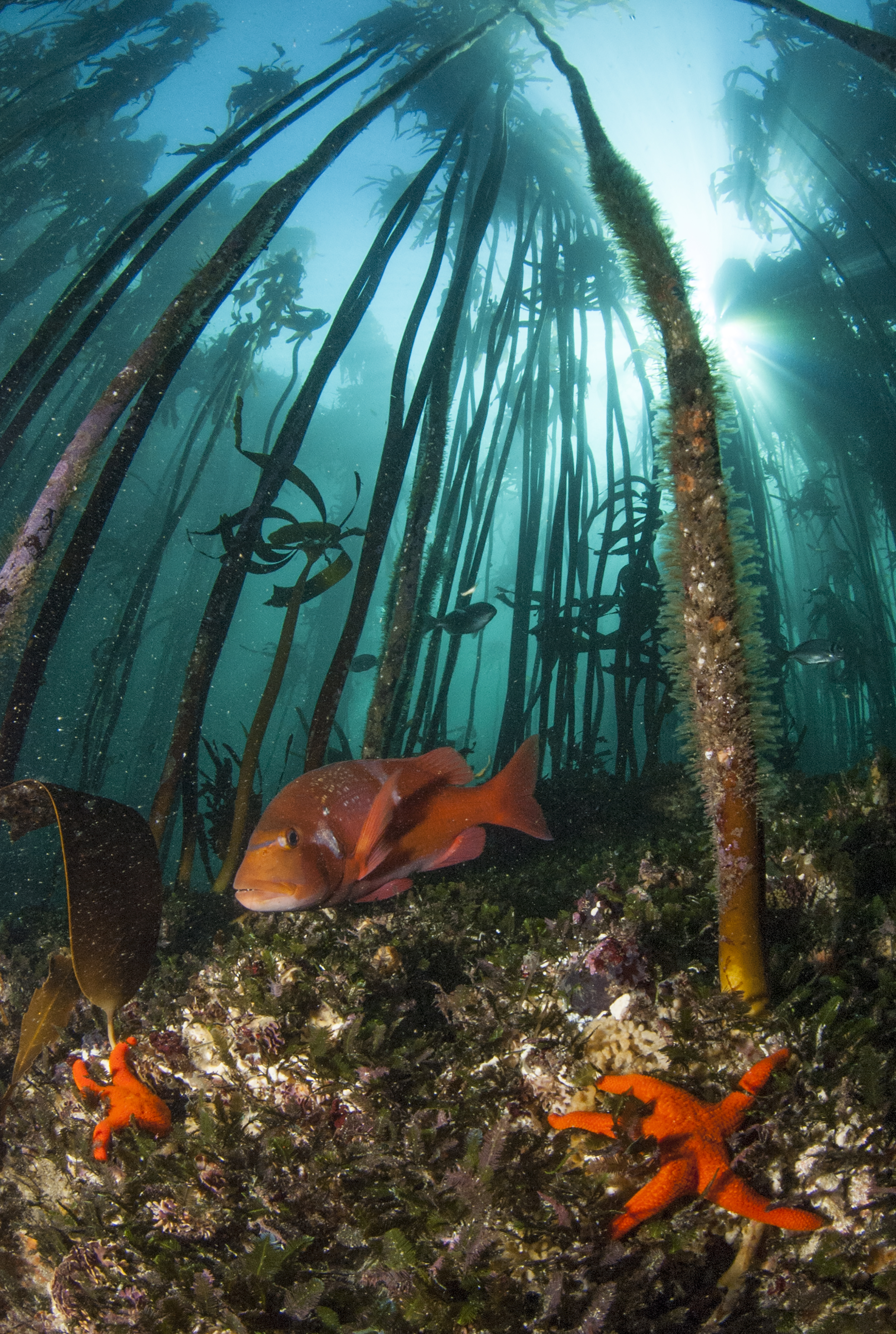 Reef Scape