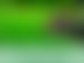 Top 4 August Lawn Care Tips for a Healthy Summer Yard