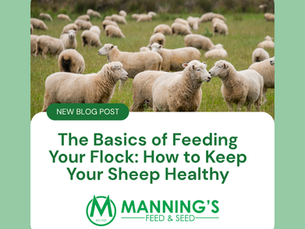The Basics of Feeding Your Flock: How to Keep Your Sheep Healthy