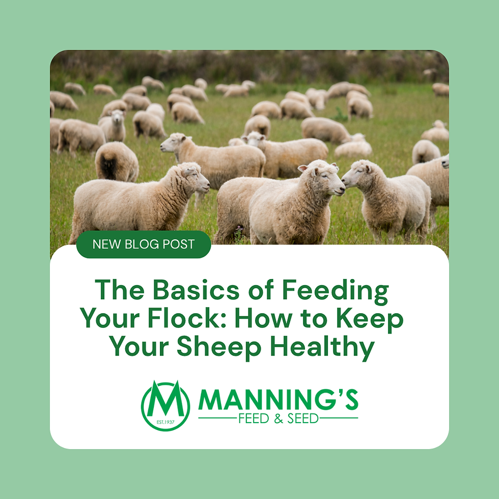 Flock of healthy sheep grazing in a green pasture with text overlay promoting a new blog post titled “The Basics of Feeding Your Flock: How to Keep Your Sheep Healthy” from Manning’s Feed & Seed.