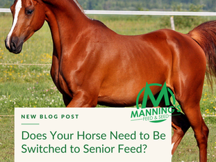 Does Your Horse Need to Be Switched to Senior Feed?