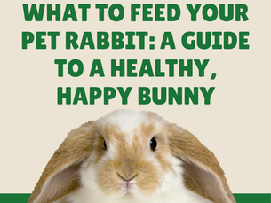 What to Feed Your Pet Rabbit: A Guide to a Healthy, Happy Bunny