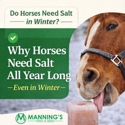 Why Horses Need Salt All Year Long — Even in Winter