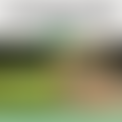 How to Set Up a Chicken Coop: Essentials for Happy Hens