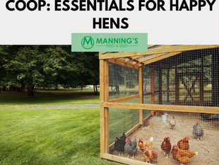 How to Set Up a Chicken Coop: Essentials for Happy Hens