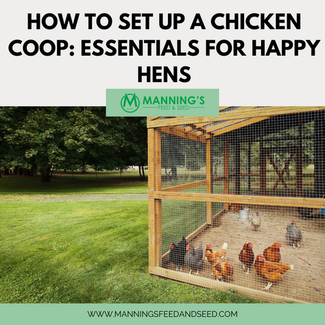 How to Set Up a Chicken Coop: Essentials for Happy Hens