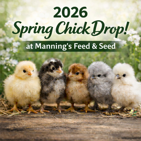 2026 Spring Chick Drop Schedule