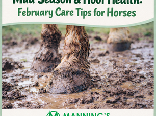 Mud Season & Hoof Health: February Care Tips for Horses