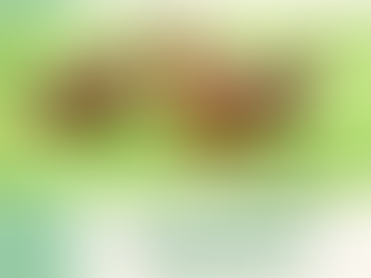 chickens in field with the Mannings Feed and Seed logo with the title How Feed Impacts Eggs Quality