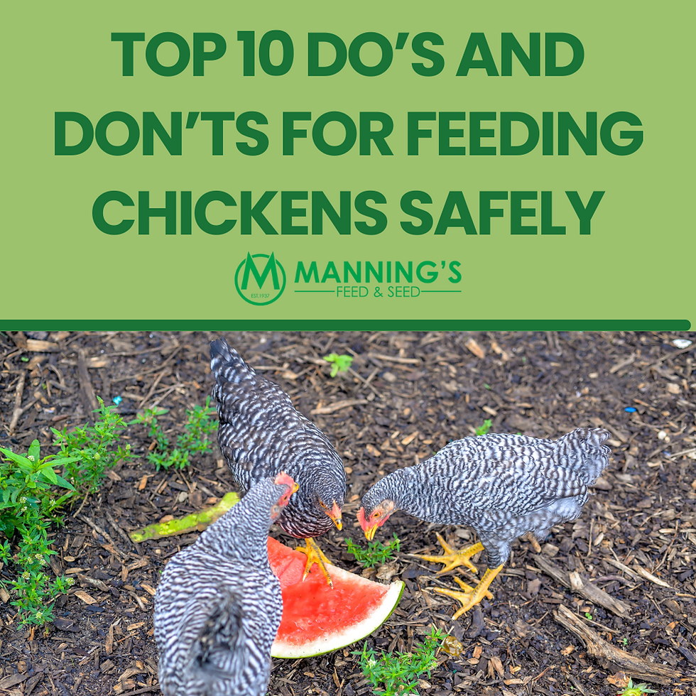 Chicken Feed at Mannings Feed and Seed