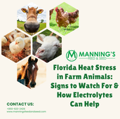 Florida Heat Stress in Farm Animals: Signs to Watch For & How Electrolytes Can Help