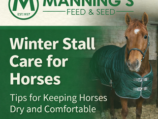 Winter Barn Basics: How to Keep Horses Dry and Comfortable
