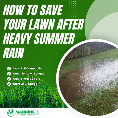 How to Save Your Lawn After Heavy Summer Rain