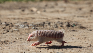 Unusual animals