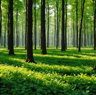 Unraveling the Mysteries of Sound Healing in Nature: A Journey to Uncover its Hidden Power
