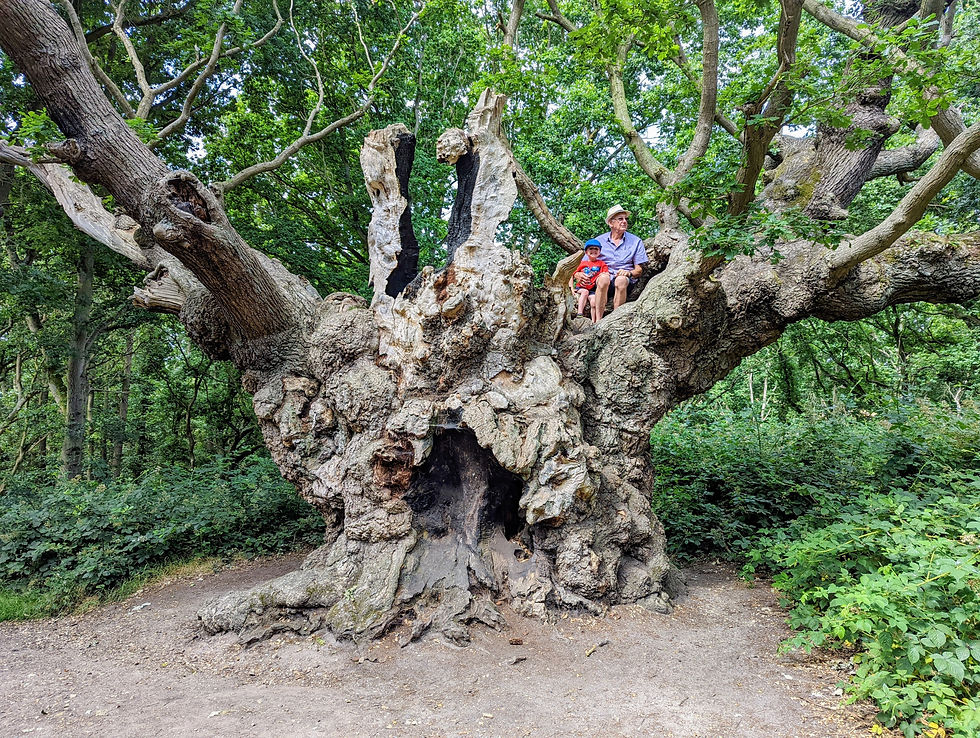 A very old oak tree in the woods at Mistley with child and grandparent sitting in it