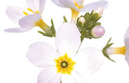 WATER VIOLET