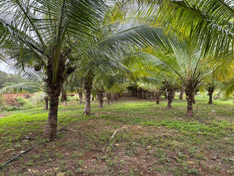 Beacon Farms coconut grove with more than 400 trees planted
