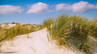 Hollands duinenlandschap