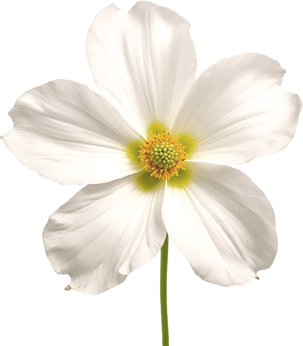 White Flower Closeup
